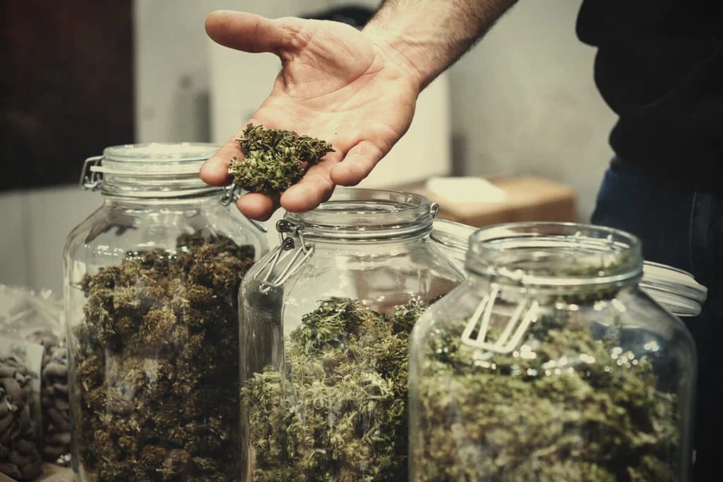 Discover Premium Quality Inside the Best Cannabis Clubs Madrid