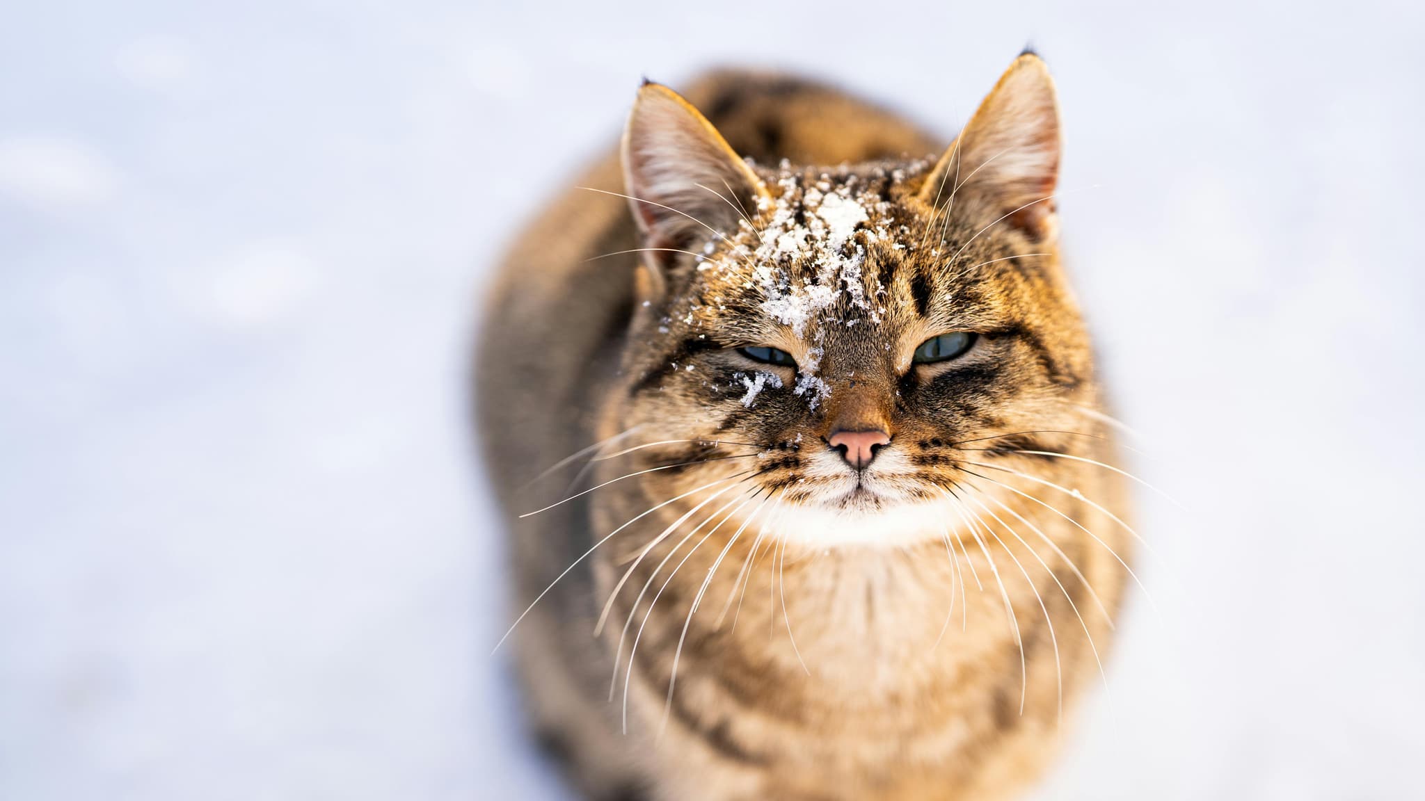 Maine Coon Cats for Sale – Top Breeder with Exceptional Bloodlines