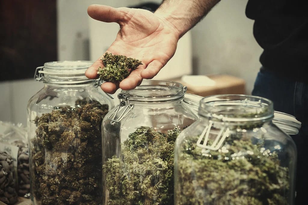 Discover Premium Quality Inside the Best Cannabis Clubs Madrid