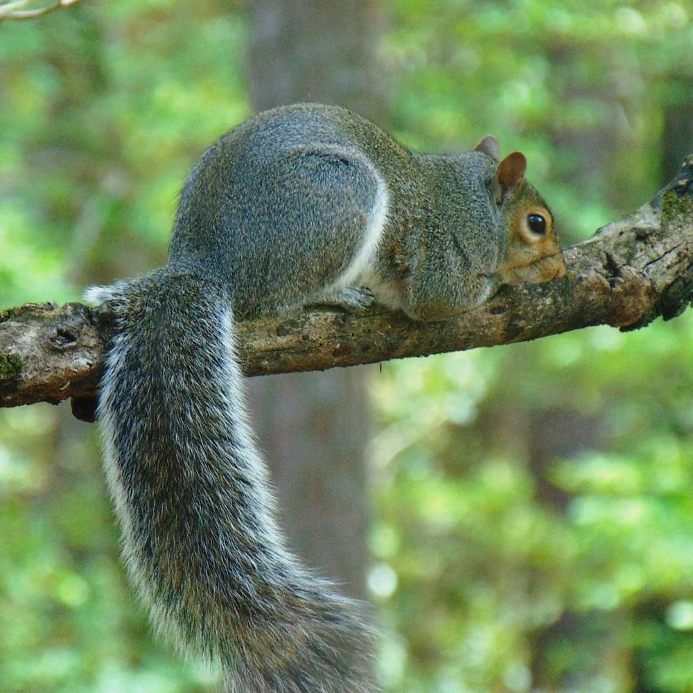 Trusted Squirrel Removal Specialists in Toronto