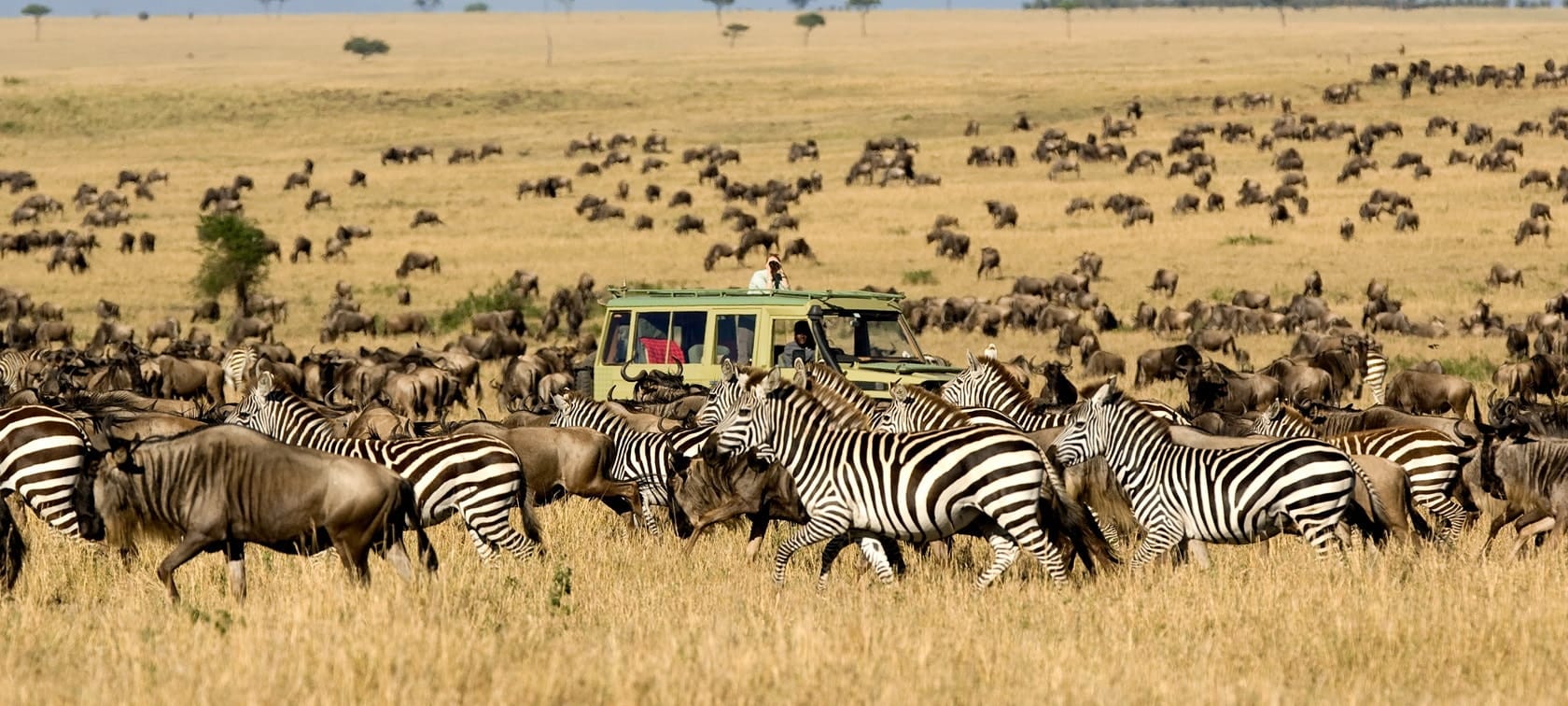 Unforgettable Tanzania Safari Packages: Your Guide to Exploring the Wild