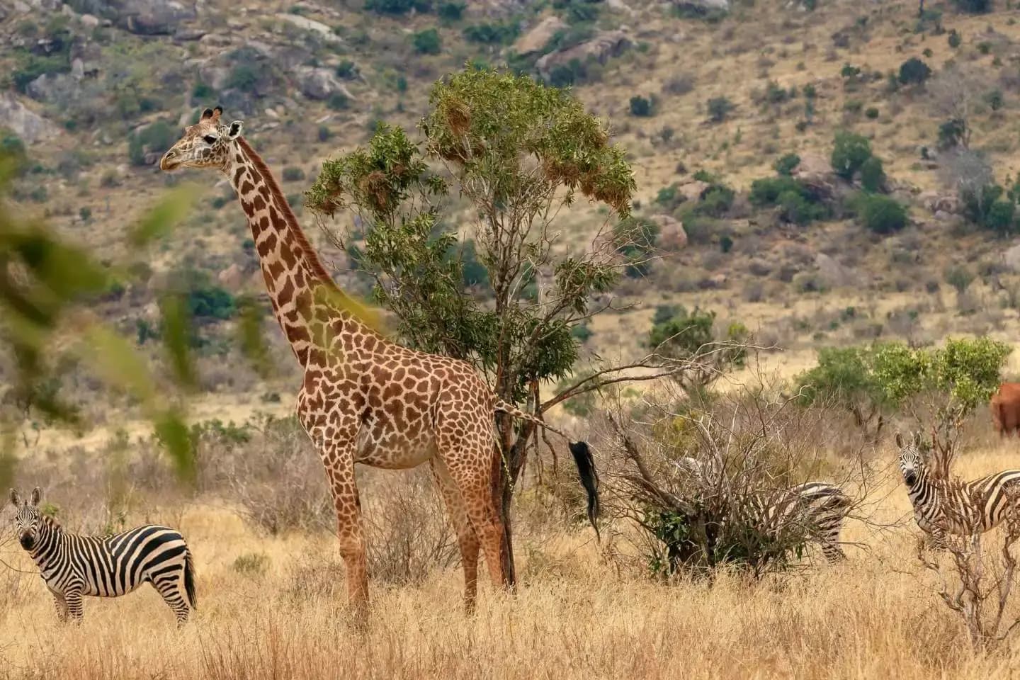 How to Plan Your Perfect Tanzania Safari Adventure