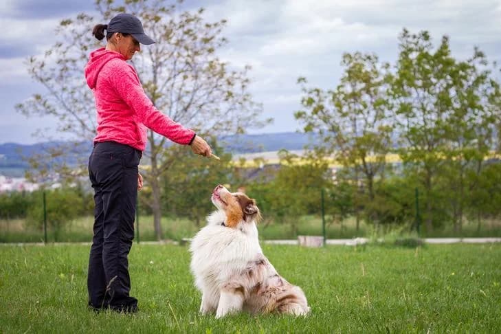 Knowing the Difference Between Service Animal and Emotional Support Animal
