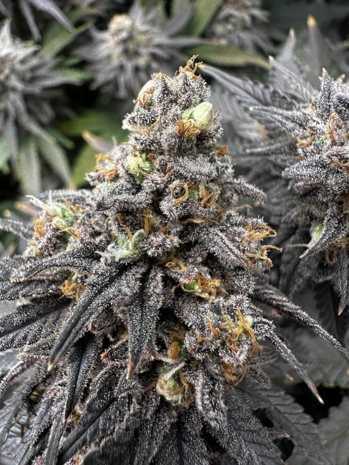 Cannabis Club Hamburg – Transparente Strukturen & Gemeinschaft