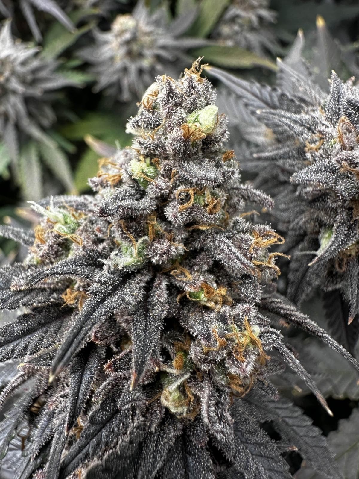 Cannabis Club Hamburg – Transparente Strukturen & Gemeinschaft