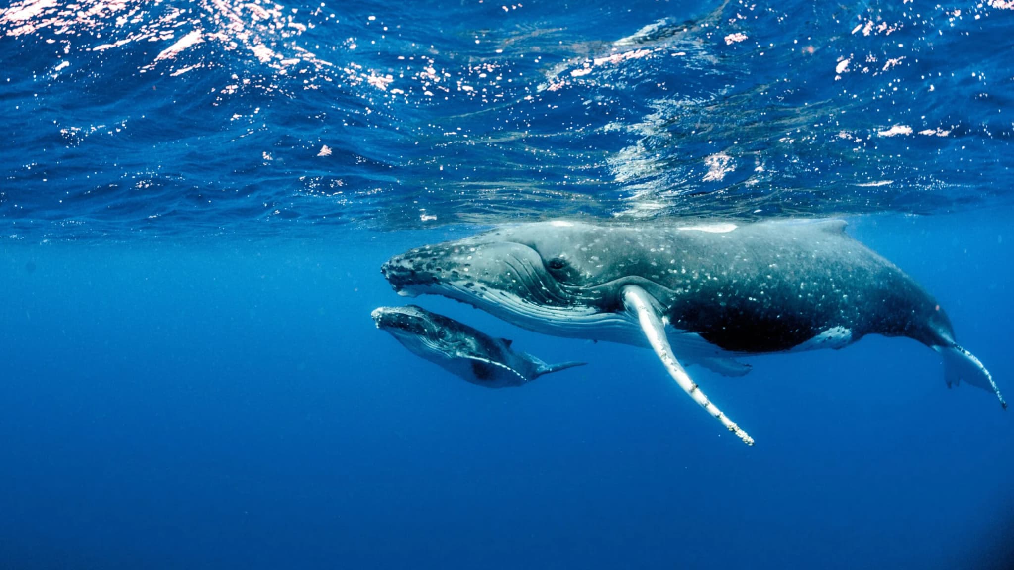 The Ocean’s Legal Future: A-LAW and marianthi baklava Unite for Whale Rights