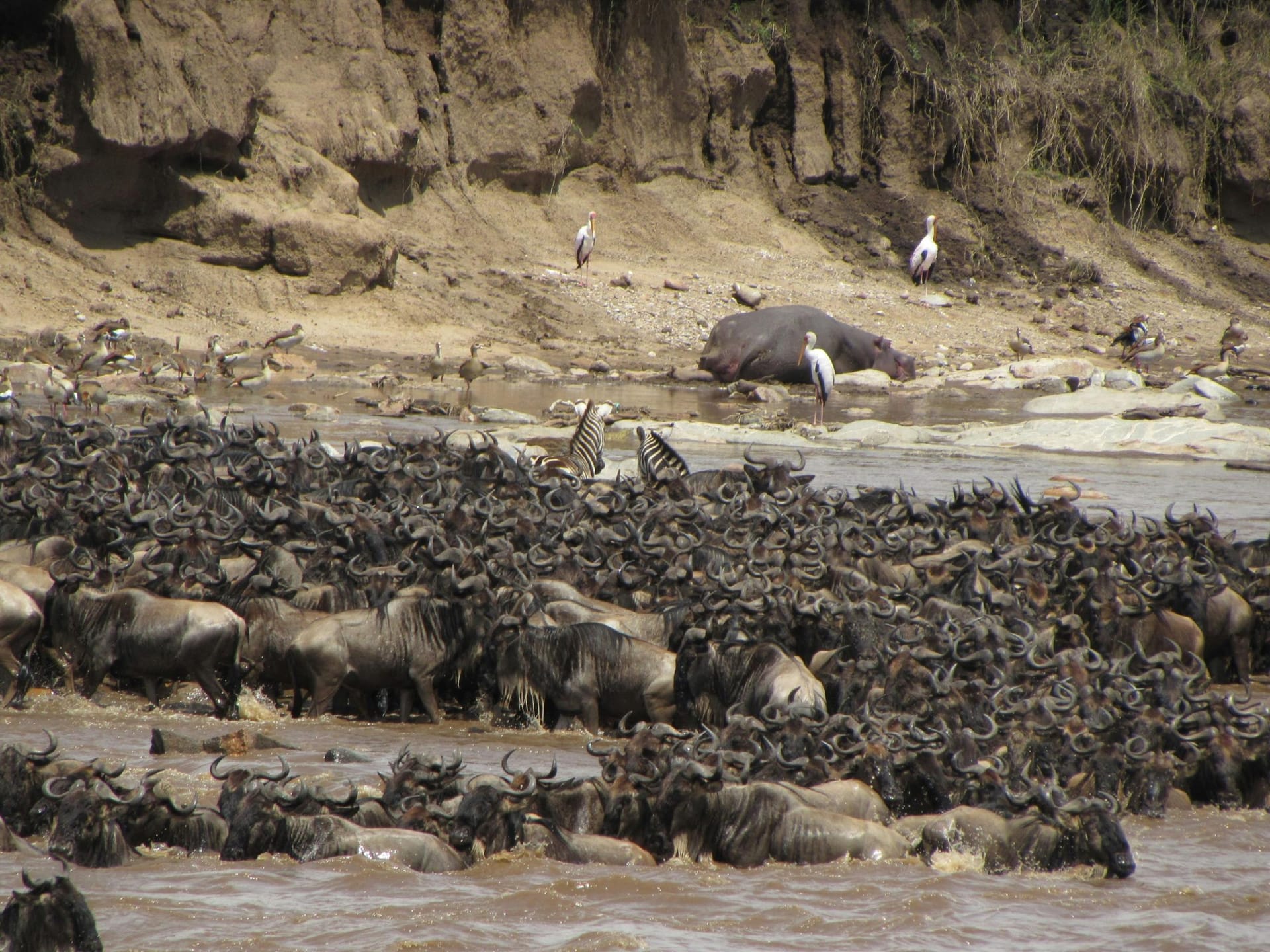 Kenya Tanzania Safari: Photography Tours for Wildlife Lovers