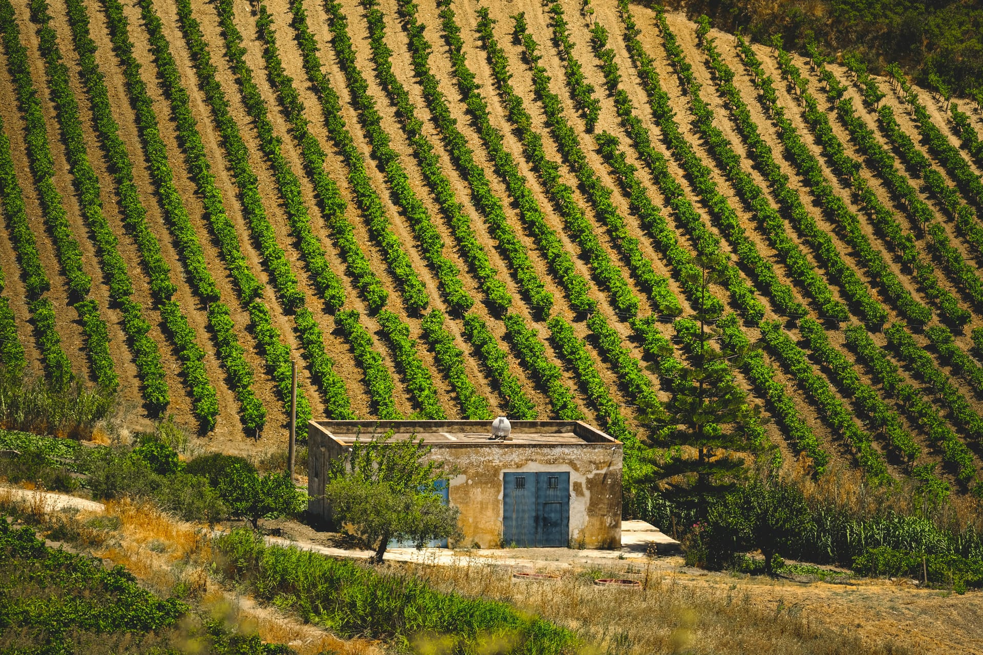 Top Reasons to Visit Clarksburg CA for Your Next Wine Tour