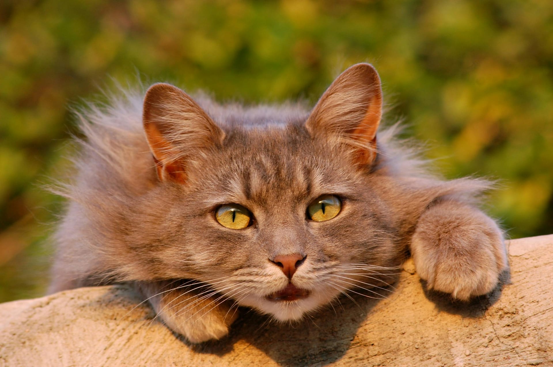 Family-Friendly Coon Cats for Sale from Our Roseville Home Cattery