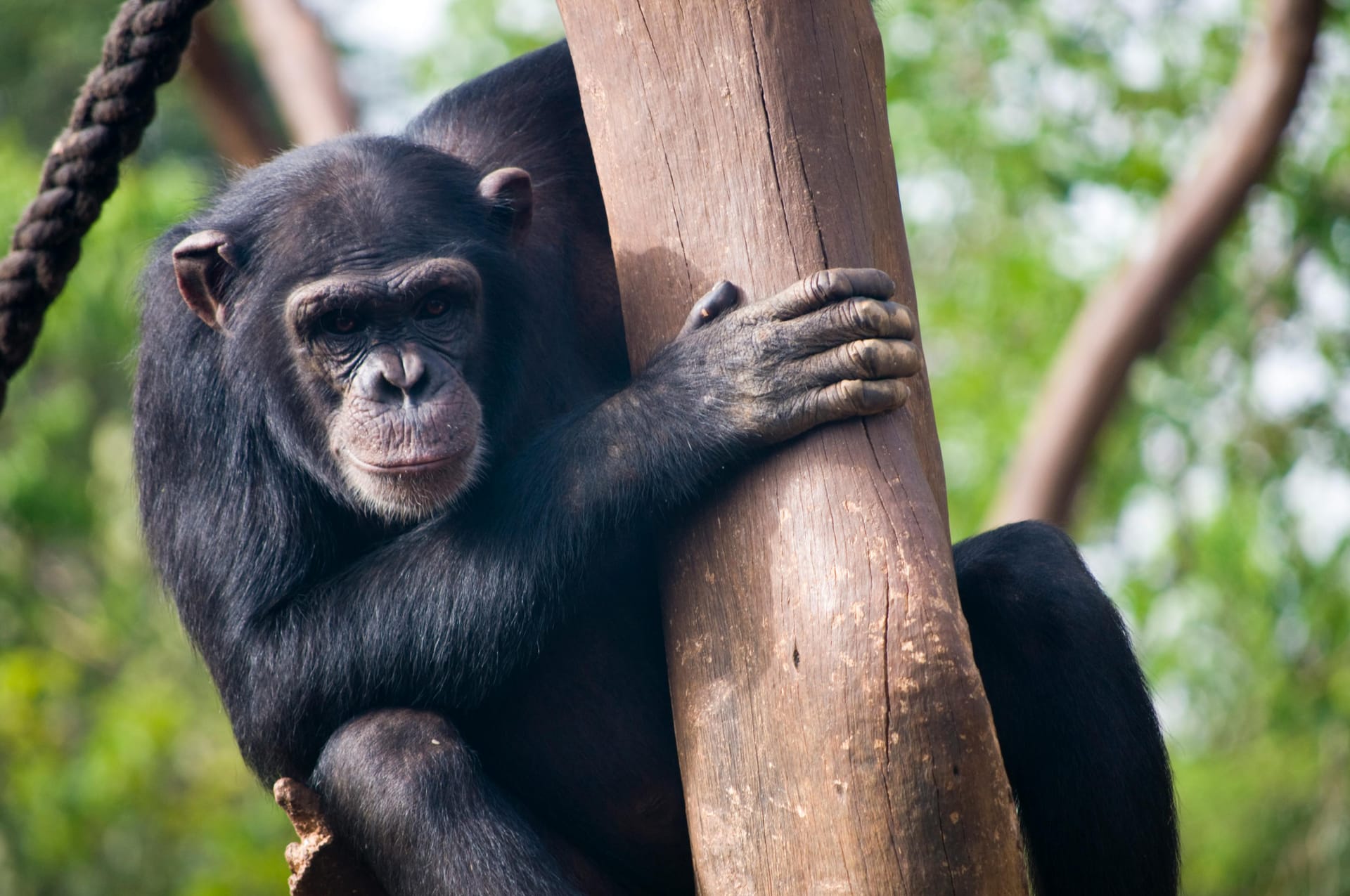 Chimpanzee Trekking Tours – Witness Primates in Their Natural Habitat