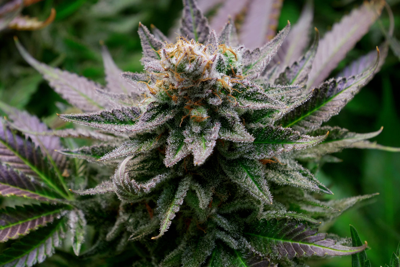 Cannabis club hamburg – Bio-Cannabis aus legalem Anbau