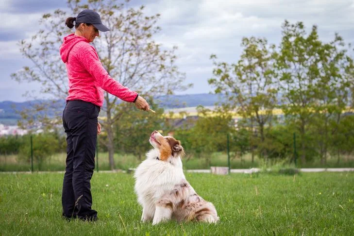 Knowing the Difference Between Service Animal and Emotional Support Animal