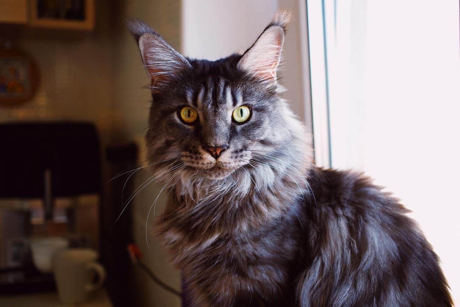 Sacramento’s Premier Maine Coon Breeder – Amore Cattery
