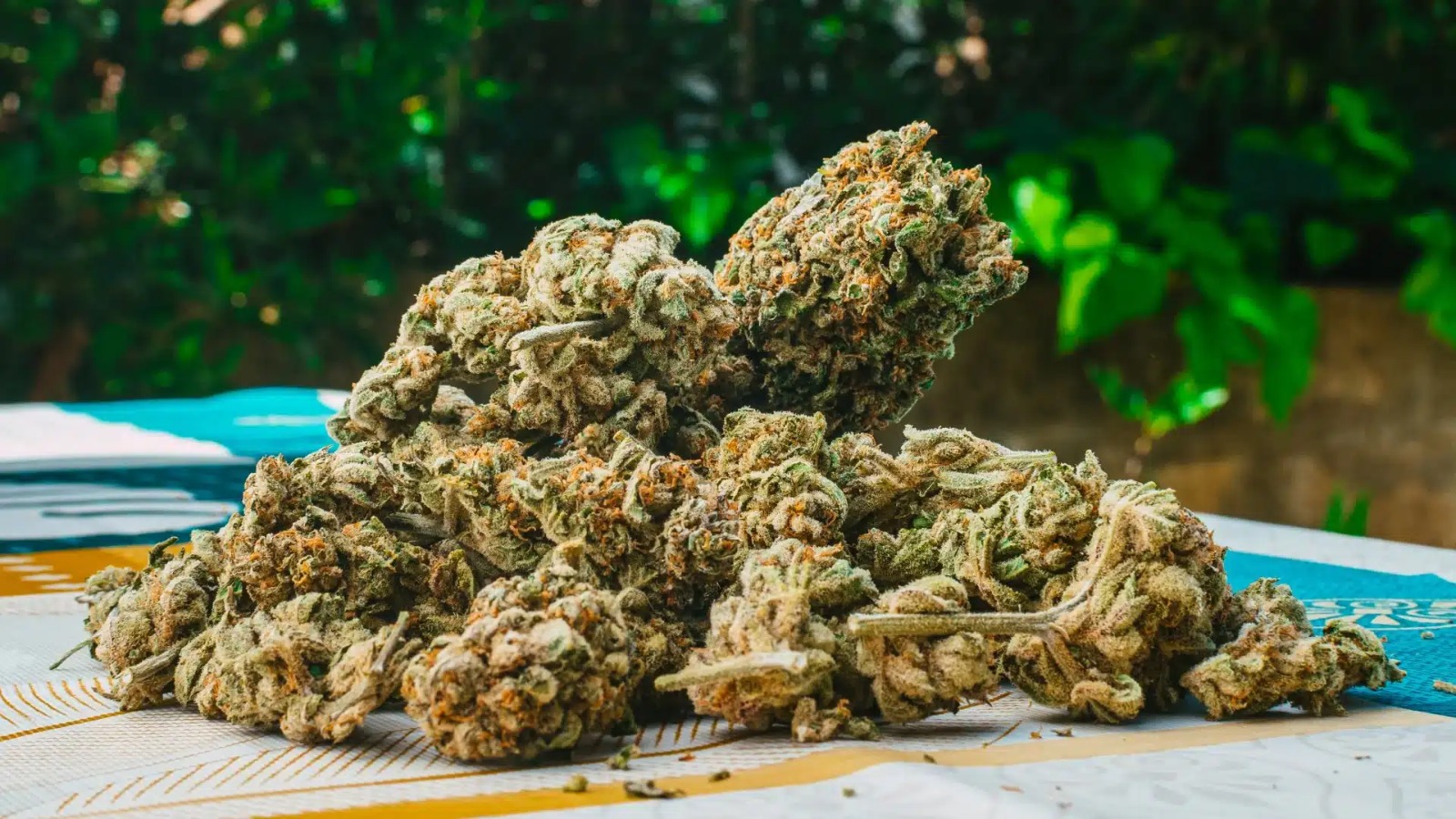 Weed Club Madrid | Safe &amp; Private Access with Clubs Cannabis Madrid