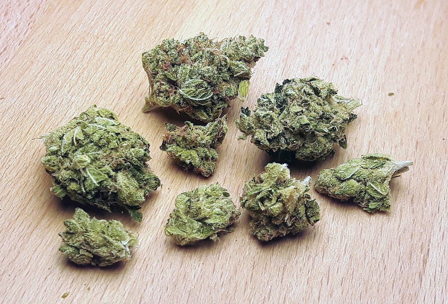 Albino Penis Envy Mushrooms – Bud Cargo Guarantees Superior Quality