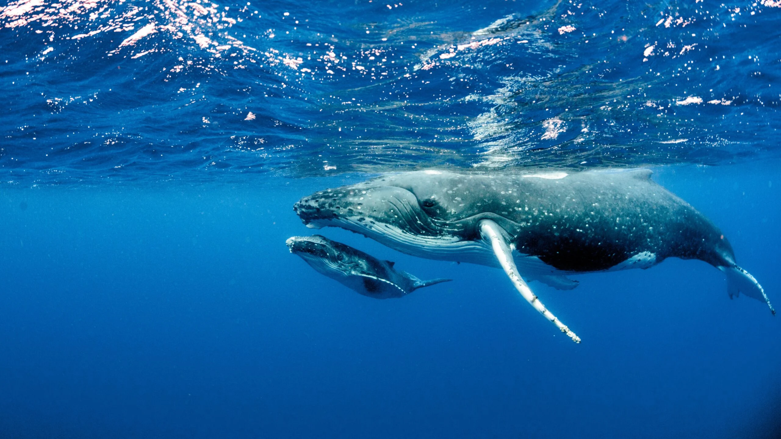 The Ocean’s Legal Future: A-LAW and marianthi baklava Unite for Whale Rights