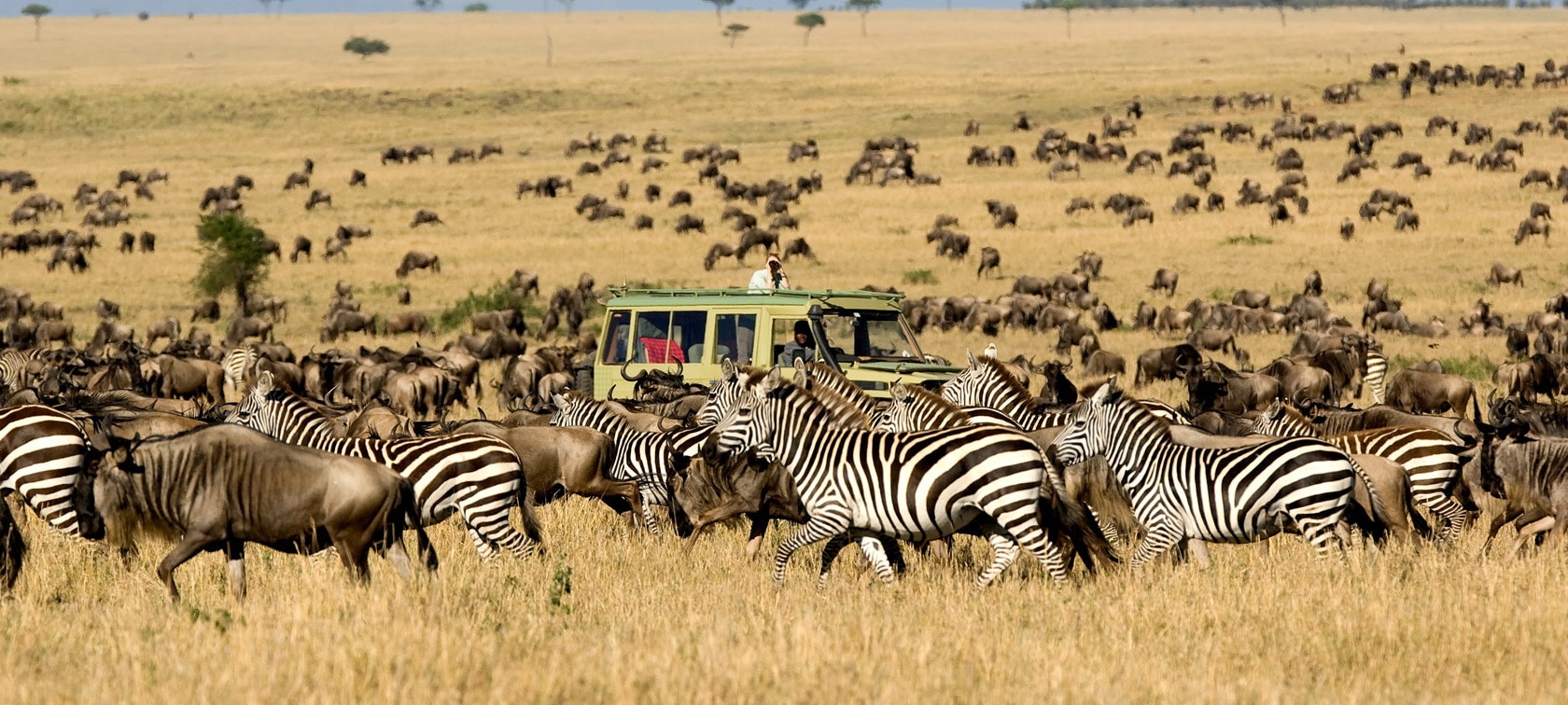Unforgettable Tanzania Safari Packages: Your Guide to Exploring the Wild