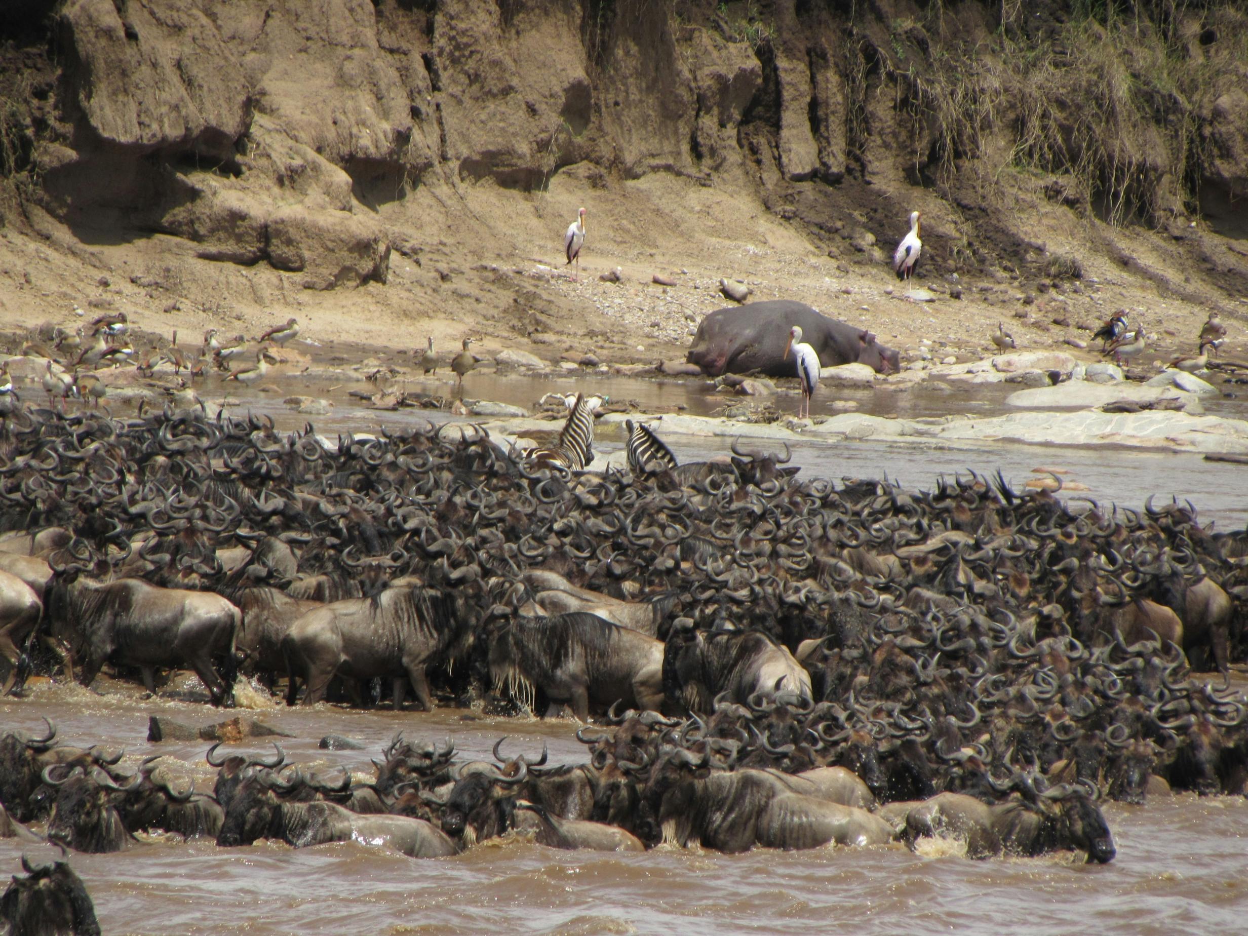Kenya Tanzania Safari: Photography Tours for Wildlife Lovers