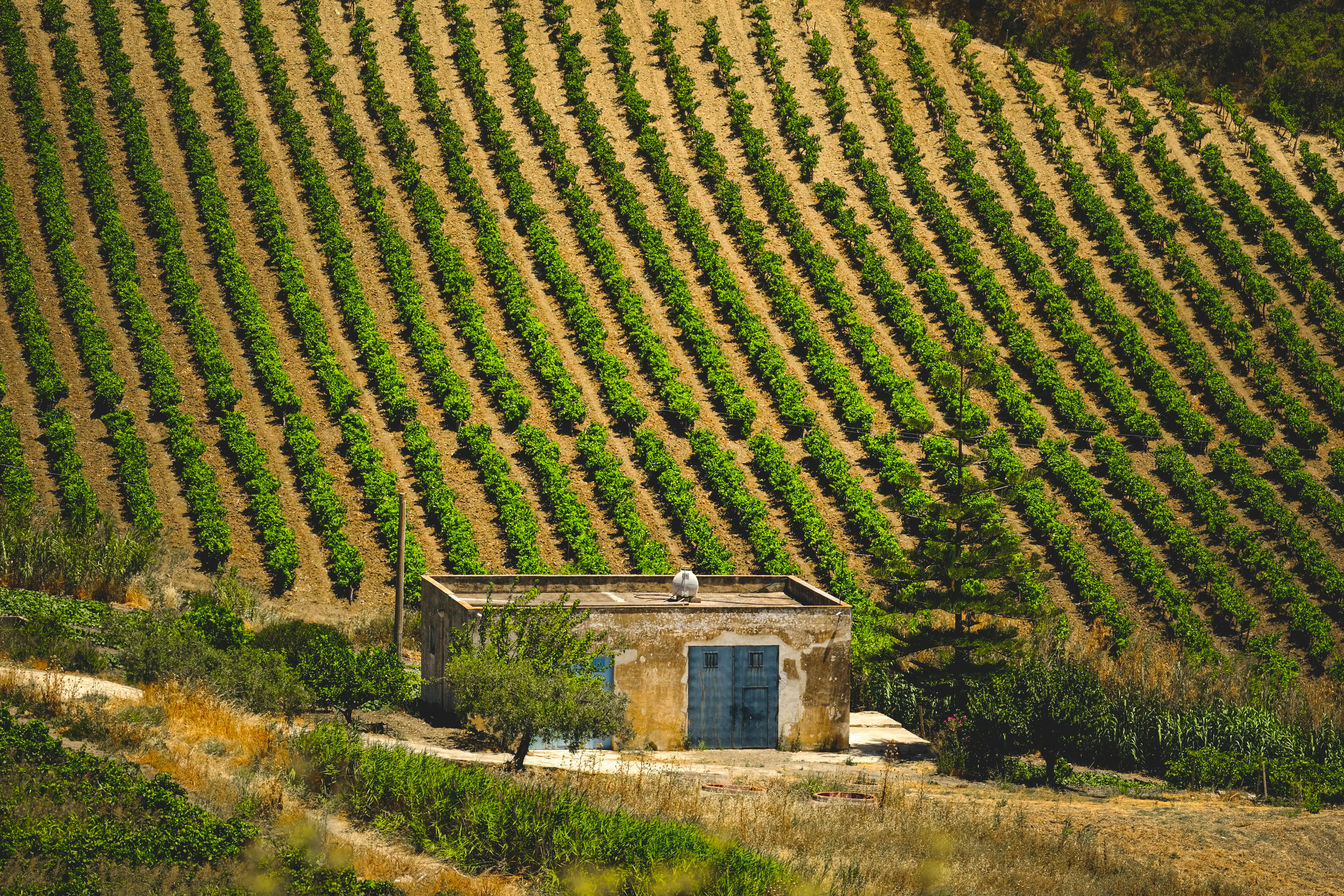 Top Reasons to Visit Clarksburg CA for Your Next Wine Tour