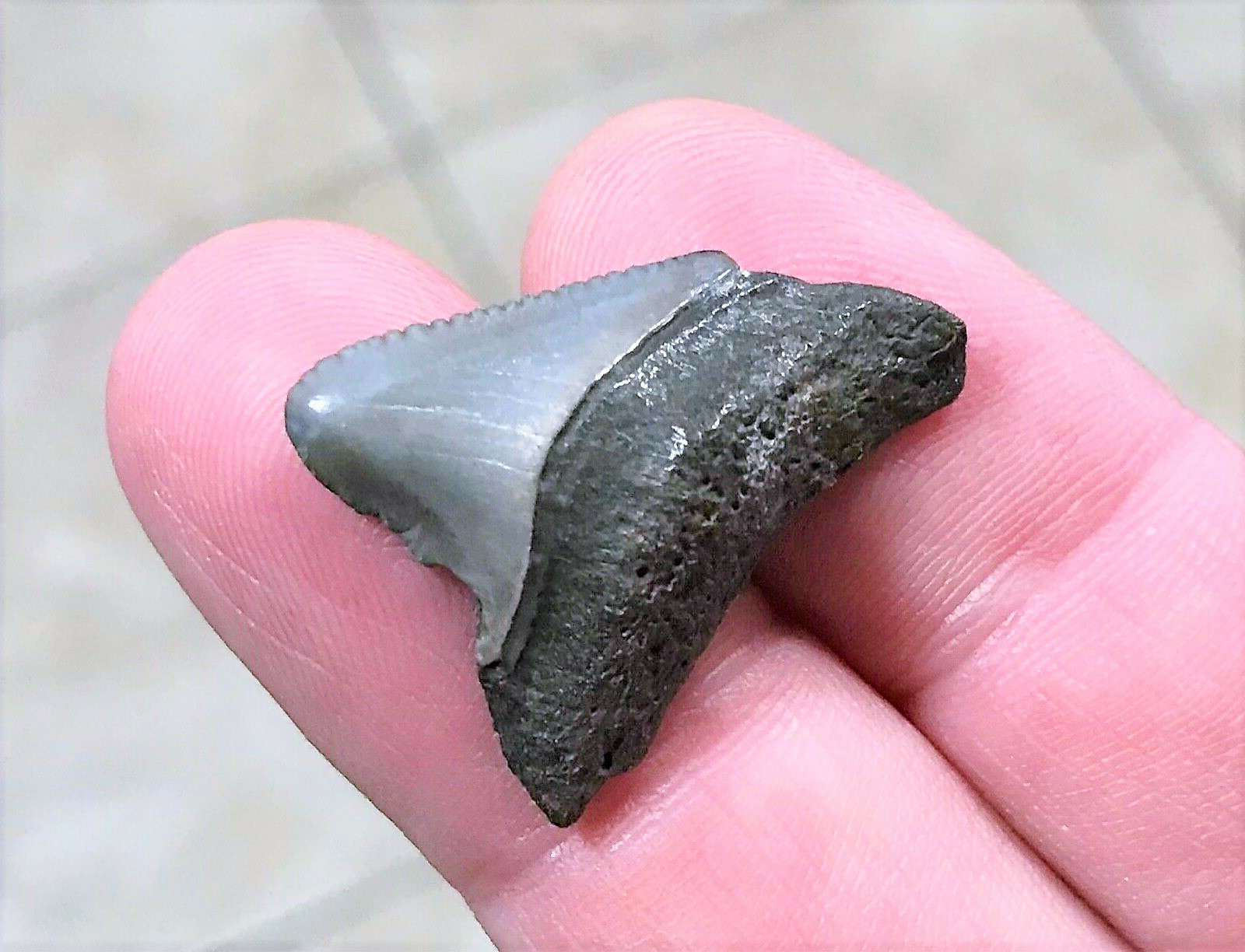 THE BEST PLACES TO PURCHASE AUTHENTIC MEGALODON TEETH ONLINE