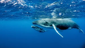beautiful-underwater-shot-of-two-humpback-whales-s-2023-11-27-05-34-36-utc-scaled