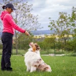 Knowing the Difference Between Service Animal and Emotional Support Animal