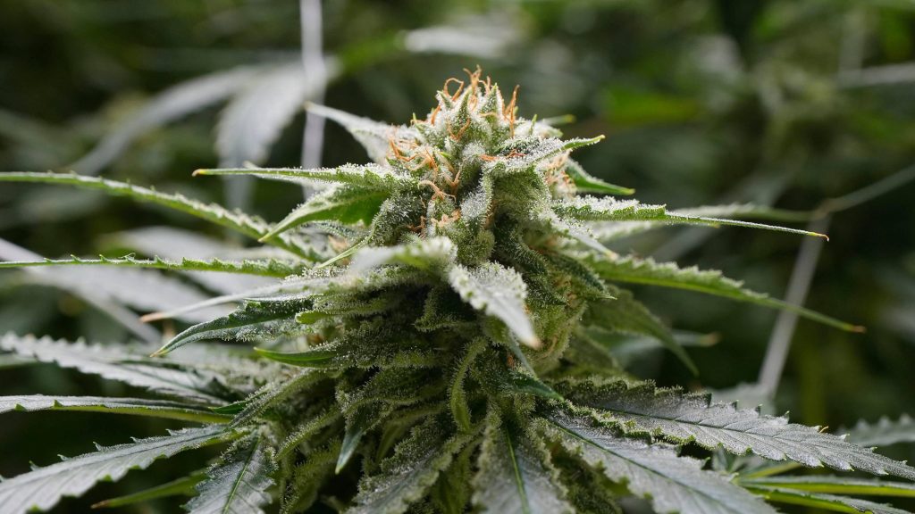 Syndication: The Columbus Dispatch June 23, 2023; Columbus, Oh., USA; A cannabis plant is seen in the flowering phase, w