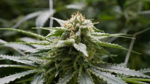 Syndication: The Columbus Dispatch June 23, 2023; Columbus, Oh., USA; A cannabis plant is seen in the flowering phase, w